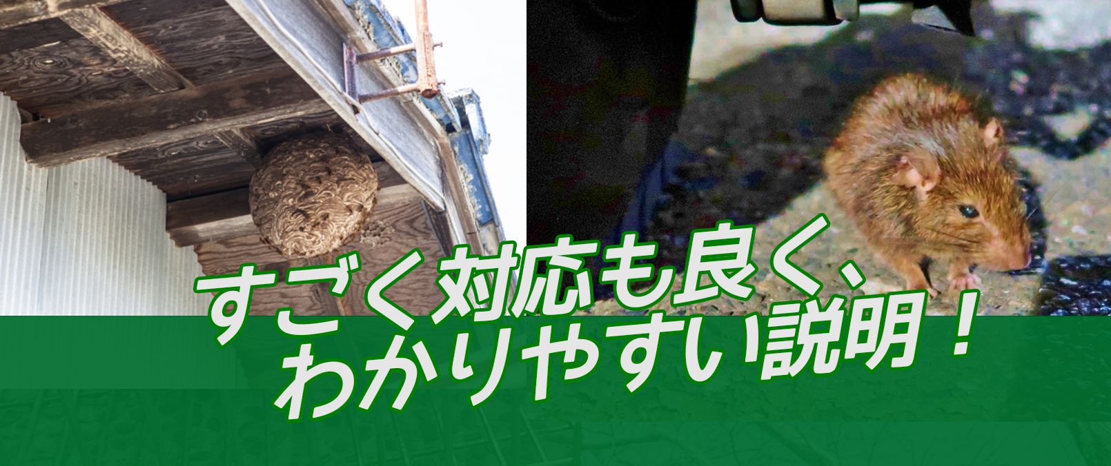 千葉害虫駆除ドットコム